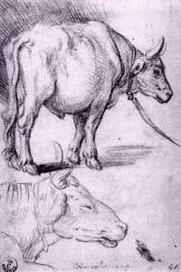 Two Studies Of Bulls — Vincenzo Campi, Flemish Style / Lombard Naturalism