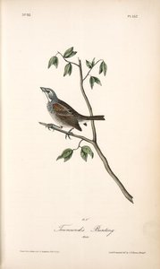Townsend's Bunting. Male — John James Audubon