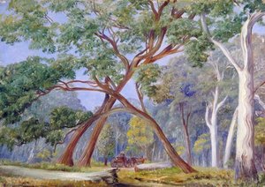 White Gum And Stringy Bark Trees, New South Wales — Marianne North
