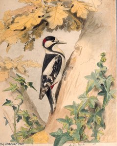 Les Oiseaux Les Plus Remarquables — Edouard Traviès