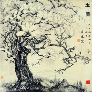 Magnolia Tree — Owner Of Liao Dong Ge