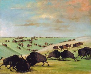 Buffalo Bulls Fighting In Running Season, Upper Missouri — George Catlin