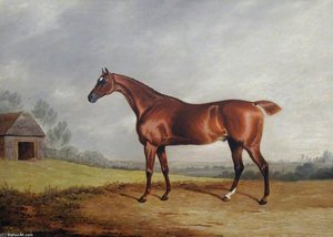 A Chestnut Hunter In A Field — Edwin Cooper