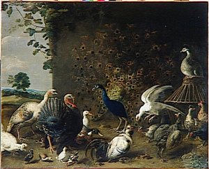 OISEAUX DE BASSE COUR