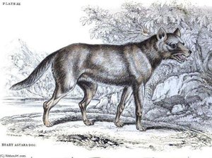 Hoary Fox — Charles Hamilton Smith, Natural History Illustration