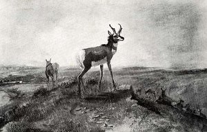 Prong Horn Antelope, (painting) — Charles Marion Russell