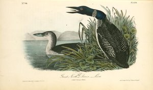 Great North Diver. - Loon. 1. Adult. 2. Young In Winter — John James Audubon