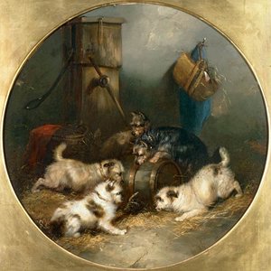 Terriers Ratting In A Barn