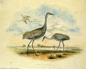 Sandhill Cranes — Titian Ramsay Peale Ii, American Realism