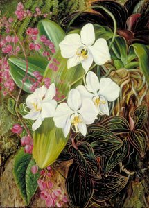 Malayan Moth Orchid And An American Climber — Marianne North, Post-impressionism