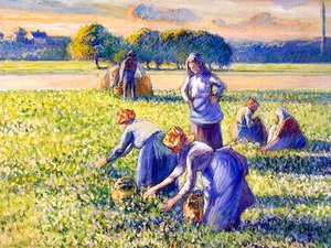 Picking Peas 1 — Camille Pissarro