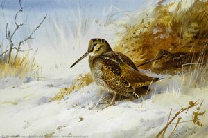 Winter Woodcock — Archibald Thorburn