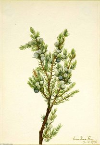 Mountain Juniper (juniperus Sibirica) — Mary Vaux Walcott