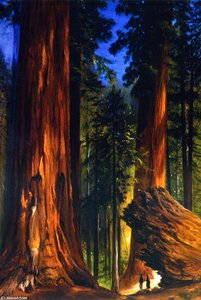 Giant Sequoias