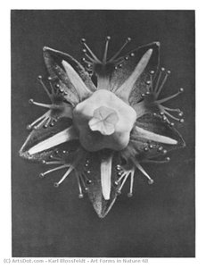 Art Forms In Nature 68 — Karl Blossfeldt