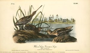 Wilson's Snipe. - Common Snipe. 1. Male. 2 ^ 3. Females — John James Audubon