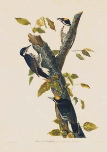 Three-toed Woodpecker — Robert Havell, Naturalistic