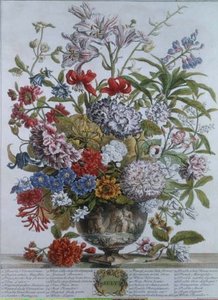 July, From 'twelve Months Of Flowers' By Robert. — Pieter Casteels Iii