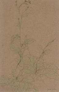Study Of A Plant — Gwen John