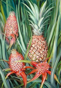 Wild Pine Apple In Flower And Fruit, Borneo — Marianne North