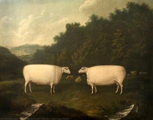Collings Sheep — Thomas Fairbairn Wilson