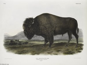 Bos Americanus, American Bison, Or Buffalo — John James Audubon