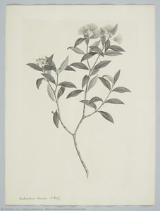 Metrosideros umbellata Cavanilles
