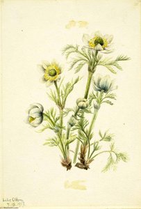 Plume Anemone (pulsatilla Occidentalis) — Mary Vaux Walcott