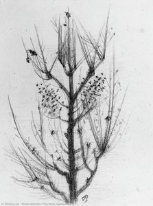 Title Name(japanese）: 素描 — Noboru Kitawaki