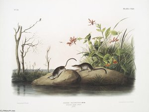 Sorex Palustris, American Marsh Shrew. Males. Natural Size — John James Audubon
