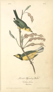 Hooded Flycatching Warbler, 1. Male, 2. Female. Erithryna Herbacea — John James Audubon