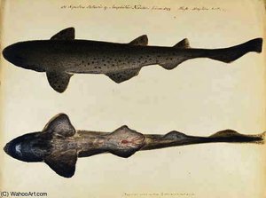Studi of Shark
