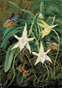 Angraecum And Urania Moth Of Madagascar — Marianne North