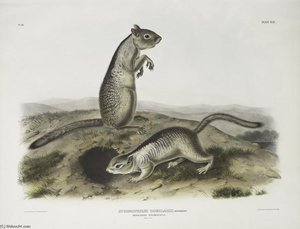 Spermophilus Douglassii, Douglasse's Spermophile. Natural Size — John James Audubon