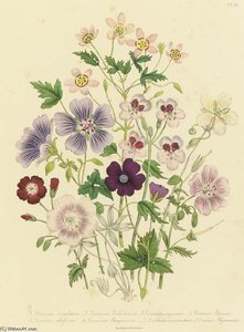 The Ladies' Flower Garden - — Jane Loudon, Academic Botanical Illustration