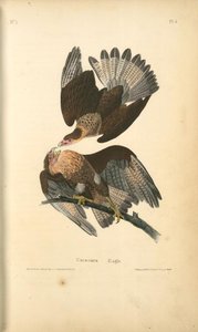 Caracara Eagle — John James Audubon