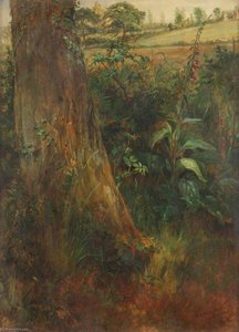 Tree Trunk and Foxglove