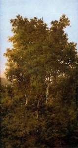 Landscape. Trees 1