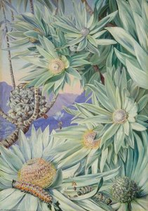 Foliage, Flowers And Fruit Of The South African Silver Tree — Marianne North