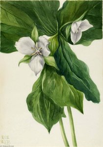 Wake Robin (trillium Simile) — Mary Vaux Walcott