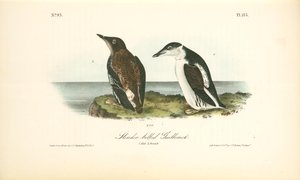 Slender-billed Guillemot. 1. Male. 2. Female — John James Audubon