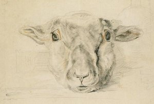 Head Of A Dead Sheep 1 — John Frederick Lewis