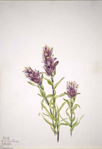 Rose Paintbrush (Castilleja pallida)