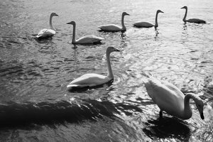 Swan — Chaokun Wang