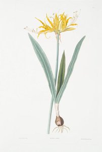 Nerine Aurea — Robert Havell