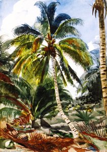 Palm Trees, Bahamas — Winslow Homer