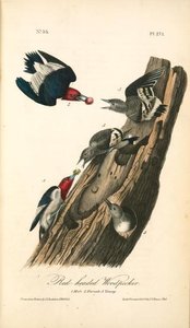 Red-headed Woodpecker. 1. Males. 2. Female. 3. Young — John James Audubon
