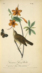 Swainson's Swamp-warbler. Male. (orange-coloured Azalea. Azalea Caledulacea) — John James Audubon