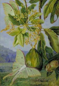 The Avocado Or Alligator Pear — Marianne North