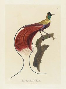 A Collection Of The Birds Of Paradise — Robert Havell